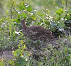 Pternistis bicalcaratus