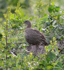 Pternistis bicalcaratus