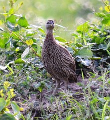 Pternistis bicalcaratus