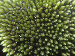 Bryum blandum