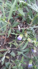 Blepharis integrifolia