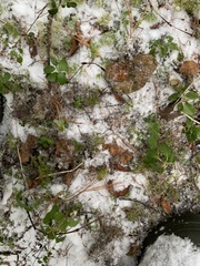 Vaccinium vitis-idaea