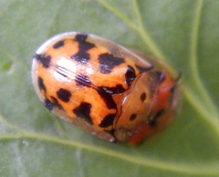 Aspidimorpha deusta