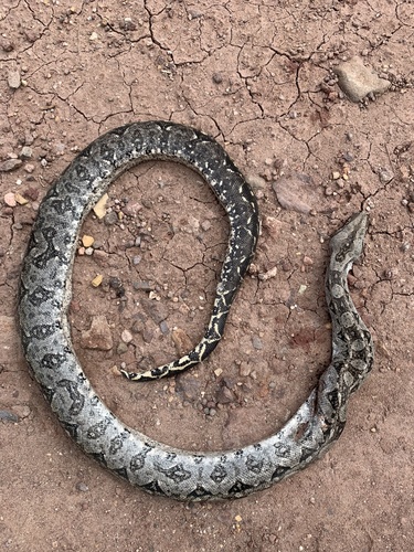 Boa sigma