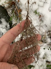 Equisetum sylvaticum