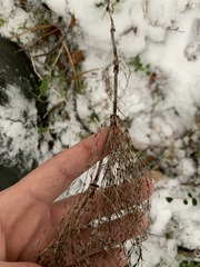 Equisetum sylvaticum