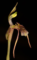 Chiloglottis diphylla