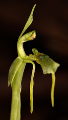 Chiloglottis diphylla