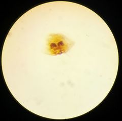 Cosmophasis thalassina