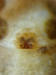 Cosmophasis thalassina