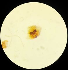 Cosmophasis thalassina