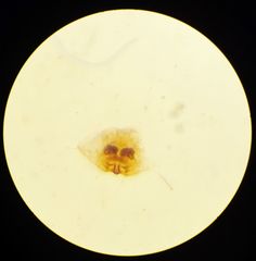 Cosmophasis thalassina