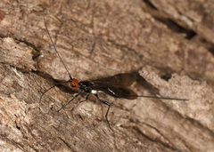 Callibracon capitator