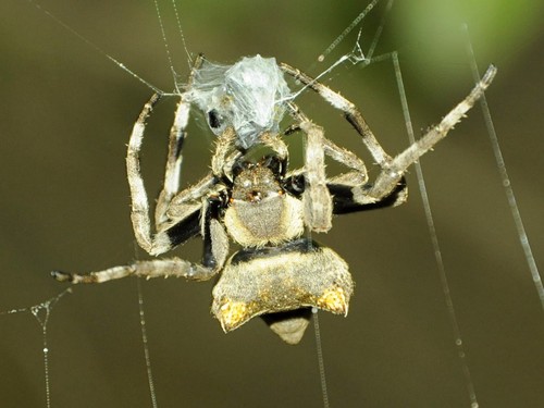 Abandoned-web Orb-weaver photo 3