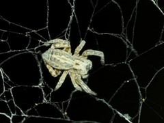 Stegodyphus sarasinorum