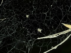 Stegodyphus sarasinorum