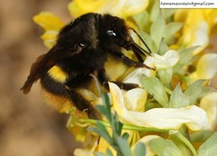 Bombus ganjsuensis