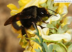 Bombus ganjsuensis