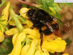 Bombus ganjsuensis