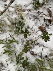 Vaccinium vitis-idaea