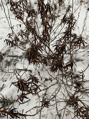 Rhododendron tomentosum