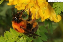 Bombus longipes