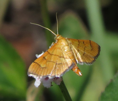 Orphanostigma haemorrhoidalis