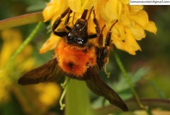 Bombus longipes