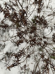 Rhododendron tomentosum