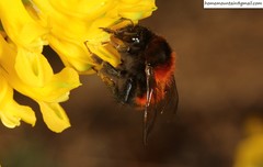 Bombus hedini