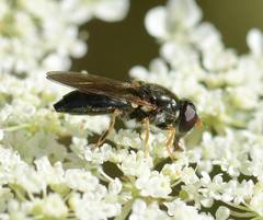 Cheilosia soror