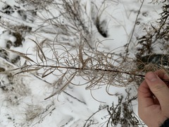 Chamaenerion angustifolium