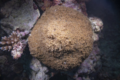 Phyllodiscus semoni