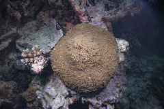 Phyllodiscus semoni