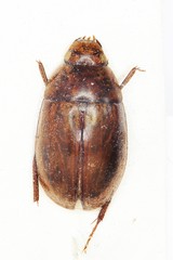 Enochrus bicolor