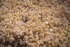 Phyllodiscus semoni