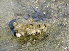 Telescopium telescopium