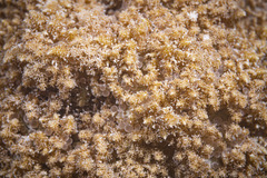 Phyllodiscus semoni