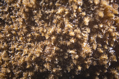 Phyllodiscus semoni