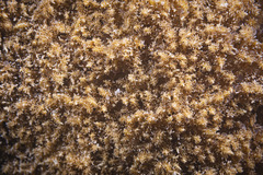 Phyllodiscus semoni