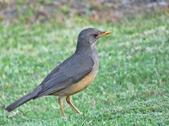 Turdus olivaceus olivaceus