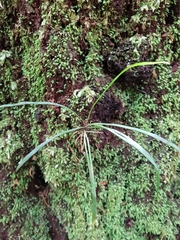 Haplopteris ensiformis