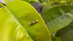 Papilio polytes