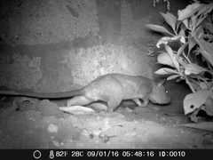 Cricetomys gambianus