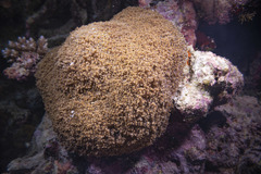 Phyllodiscus semoni