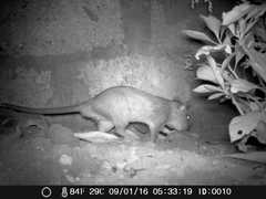 Cricetomys gambianus