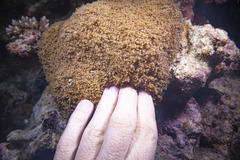 Phyllodiscus semoni