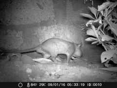 Cricetomys gambianus