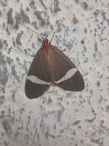 Phileta tiger moth