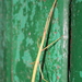 Mediterranean Stick Insect - Photo (c) gp_chiatante, some rights reserved (CC BY-NC), uploaded by gp_chiatante